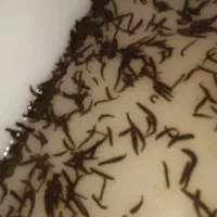 آموزش پرورش زالو