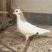 خال زرد نر کفتر