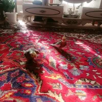 دو عدد عروس نرو ماده|پرنده|عجب شیر, |دیوار