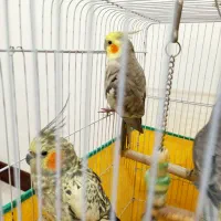 عروس قیمت توافقی