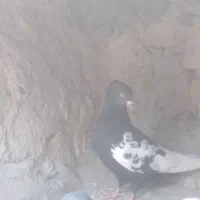 کفتر سینه سیاه