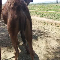 بچه شتر پرواری