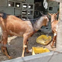 کهره نر