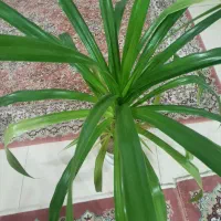 گل طبیعی به دلیل مهاجرت