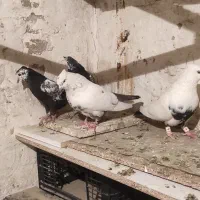 کبوتر قشنگ|پرنده|بروجرد, |دیوار