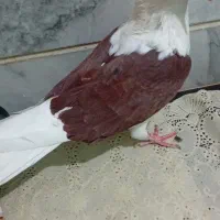 نر شو سرخ انتیک