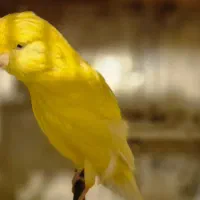 فروش انواع قناری به قیمت مناسب