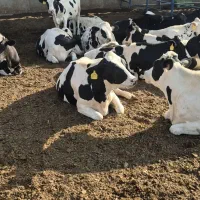 فروش گاو شیری تلیسه ابستن وپای کل گوساله|حیوانات مزرعه|تهران, حسن‌آباد|دیوار