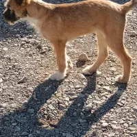 توله سگ معاوظ باکبوتر