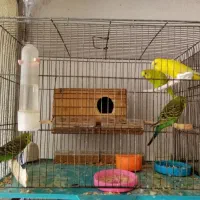 یک جفت مرغ عشق بهمراه 6 جوجه