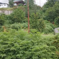 فروش زمین ویلایی مسکونی در روستای کانرود