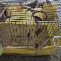 تعدادی فنچ نروماده زبرا  جهت فروش می باشد|پرنده|تهران, امیریه|دیوار