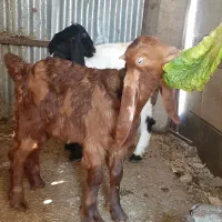 بز نر چاق سالم خونگی ۳