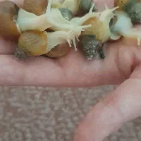 حلزون آلبینو