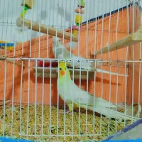 عروس هلندی آلبینو