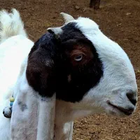 قوچ میش بز کاموری