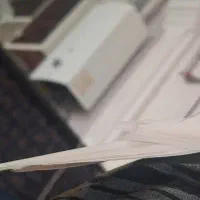 عروس هلندی آلبینو ماده