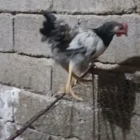 جوجه خروس محلی برای کشتار