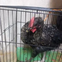 جوجه خروس استارا