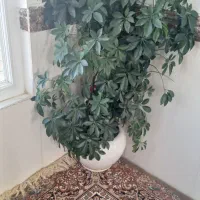 خانه اجاره ای