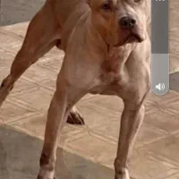 پیت بول|سگ|شیراز, سلطان آباد|دیوار