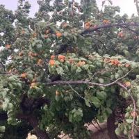 فروش باغ مثمر واقتصادی در گیوی (خلخال)ویلا/فول|فروش خانه و ویلا|کوثر, |دیوار