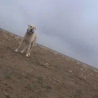 سگ گله