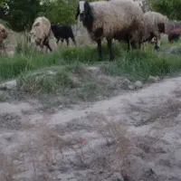 قوچ نژادشال