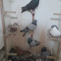 کبوتر صید قلدر