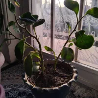 گل طبیعی دیفن باخیا|گل و گیاه طبیعی|تهران, یوسف‌آباد|دیوار