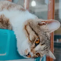 گربه اهلی بالغ نر|گربه|زاهدان, |دیوار