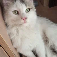 عروس دختر ۵ماهه زیبا سلامت واگداری به خانواده