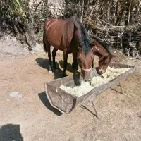 مادیون باکره نرشکم اول