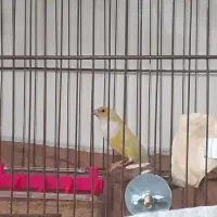جفت فنچ گلدین زرد سر نارنجی|پرنده|اهواز, پردیس|دیوار