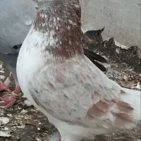 کبوتر