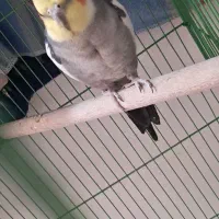 مژدگانی خیلی خوب برای پیدا شدنش|حیوانات|بهبهان, |دیوار