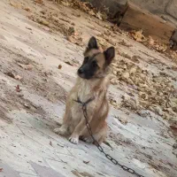 سگ اشپیدز روباهی