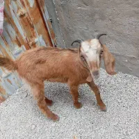 بز ماده|حیوانات مزرعه|بندر کنگان, |دیوار