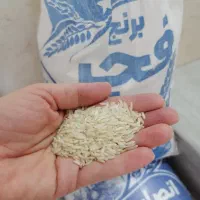 برنج فجر شیراز و کامفیروز