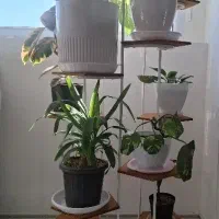 استند گل