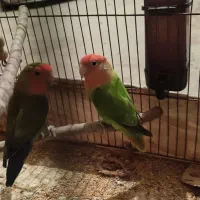 طوطی جفت روی تخم، فنج، سیره خاکی|پرنده|کرمانشاه, |دیوار