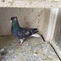 کبوتر دم سفید کله سیا