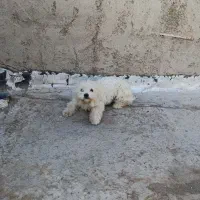 پا کوتاه|سگ|اشتهارد, |دیوار