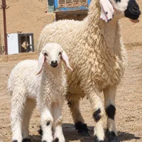 گوسفنده زایده جوان