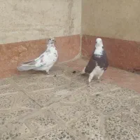 شازده و کبوت