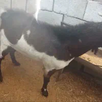 چپش دورگ مورسیا