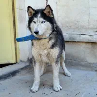 سگ هاسکی اصیل خالص چشم یخی مالاموت ماده