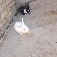 دو عدد خرگوش خیلی خوشگل