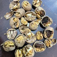 خرید و فروش خشکبار|خوردنی و آشامیدنی|شبستر, |دیوار