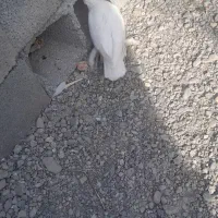 کبوتر گره سفید و طوقی کلاهی پاپر